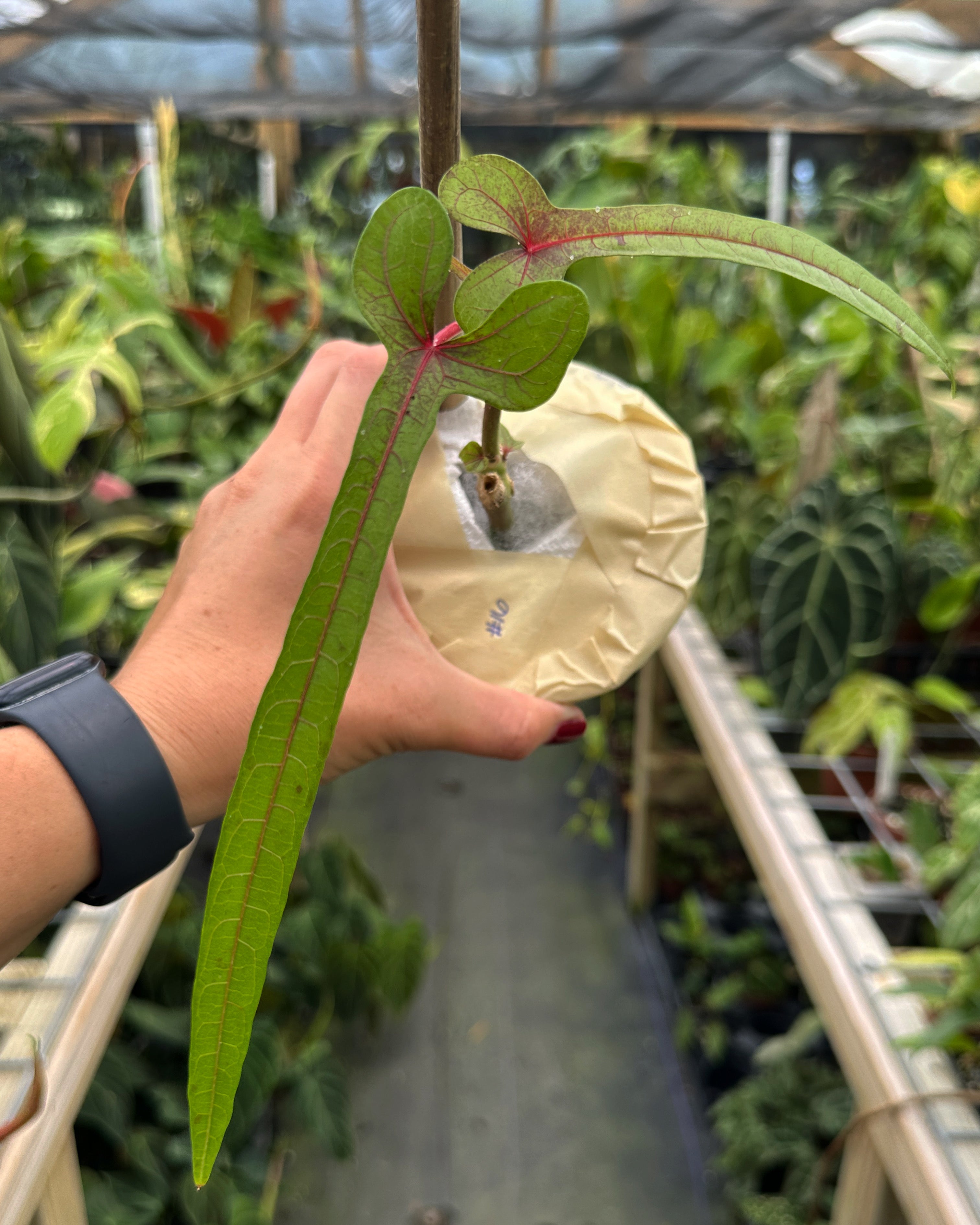 Ultra Rare Abelmoschus manihot sp. papua cenderawasih – Top Notch Tropical