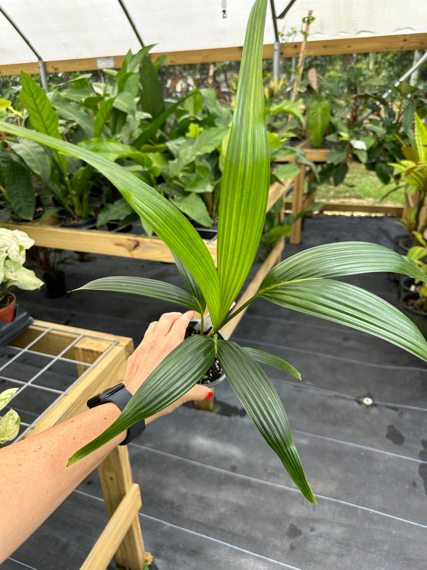 Cyrtostachys loriae