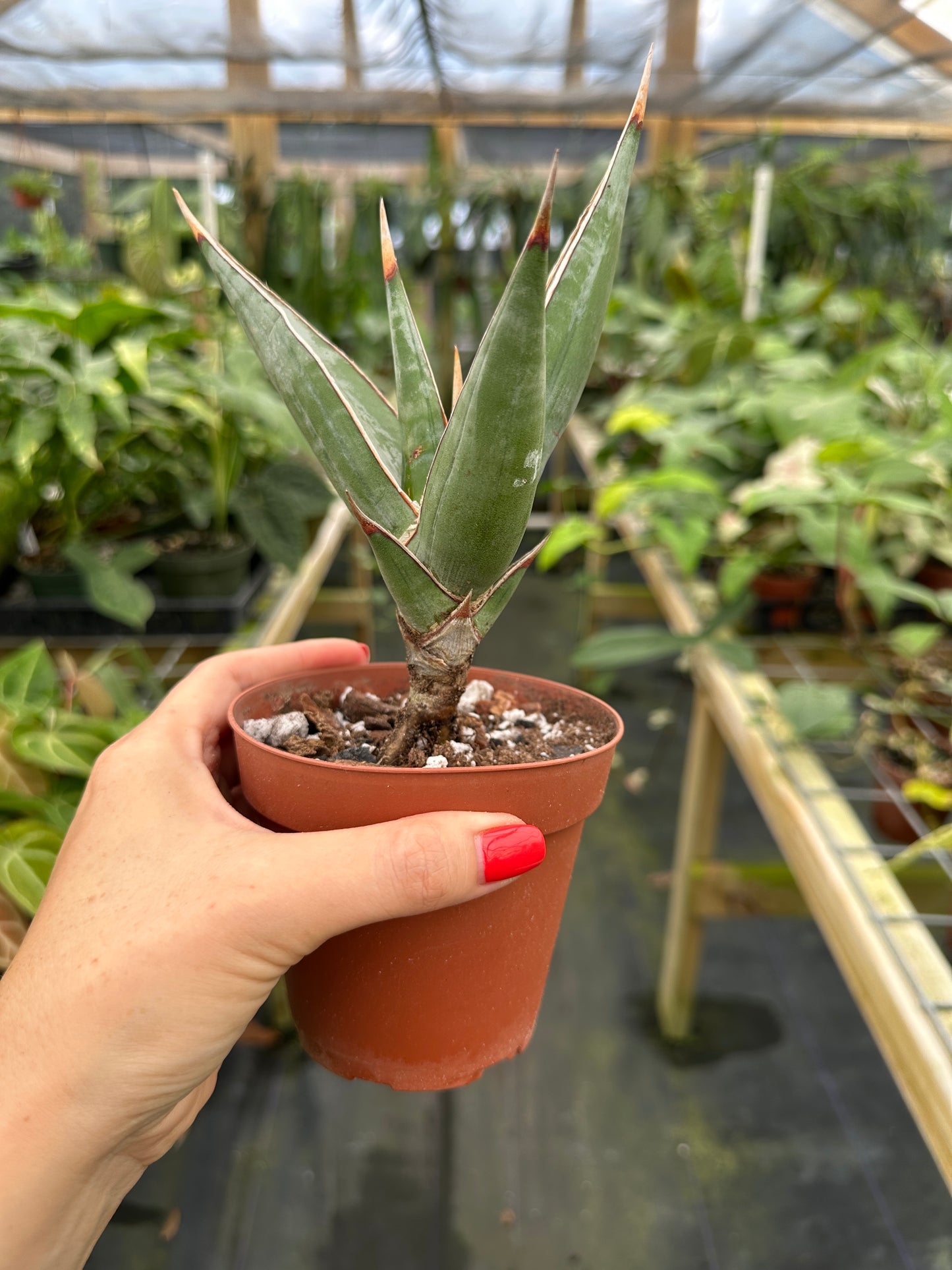 Sansevieria pinguicula 'Walking Sansevieria' , Dracaena pinguicula