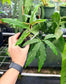 Chlorospatha kolbii RARE