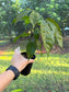 Brownea grandiceps, Rose of Venezuela