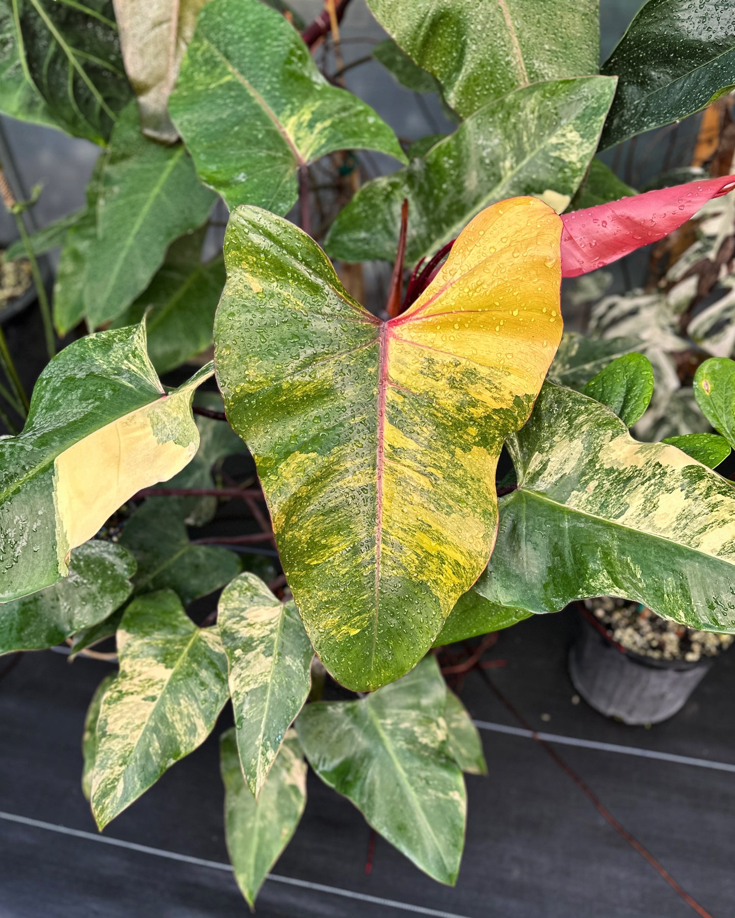 Philodendron 'Strawberry Shake' Large, LOCAL PICK UP SPECIAL