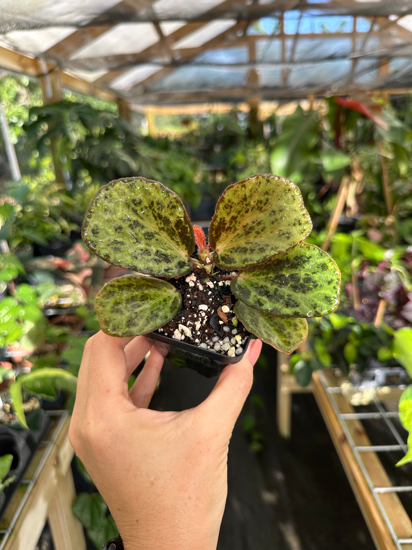 Begonia blancii (mottled form)