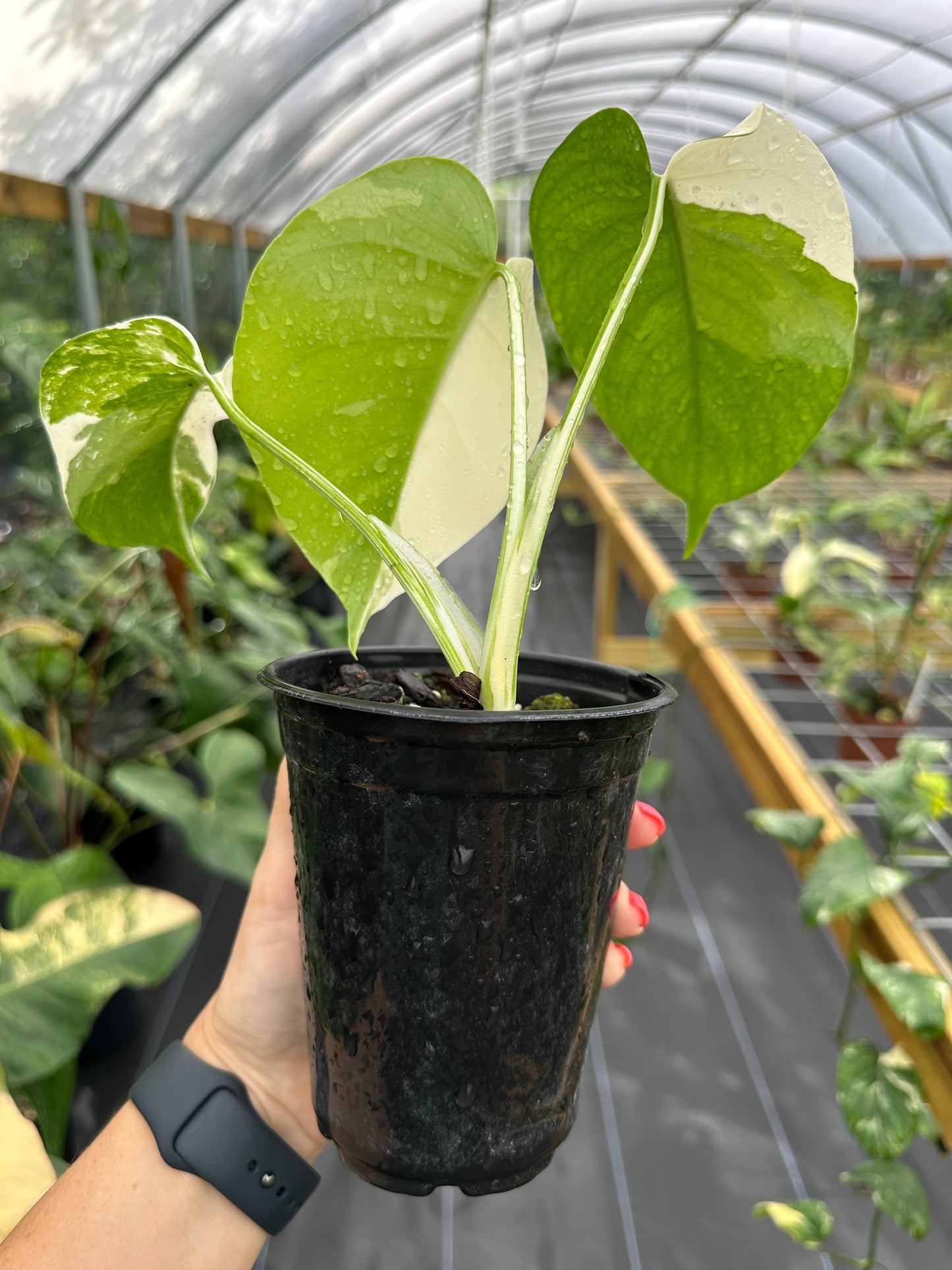 Monstera Albo Variegated EXACT PLANT