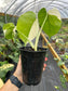 Monstera Albo Variegated EXACT PLANT