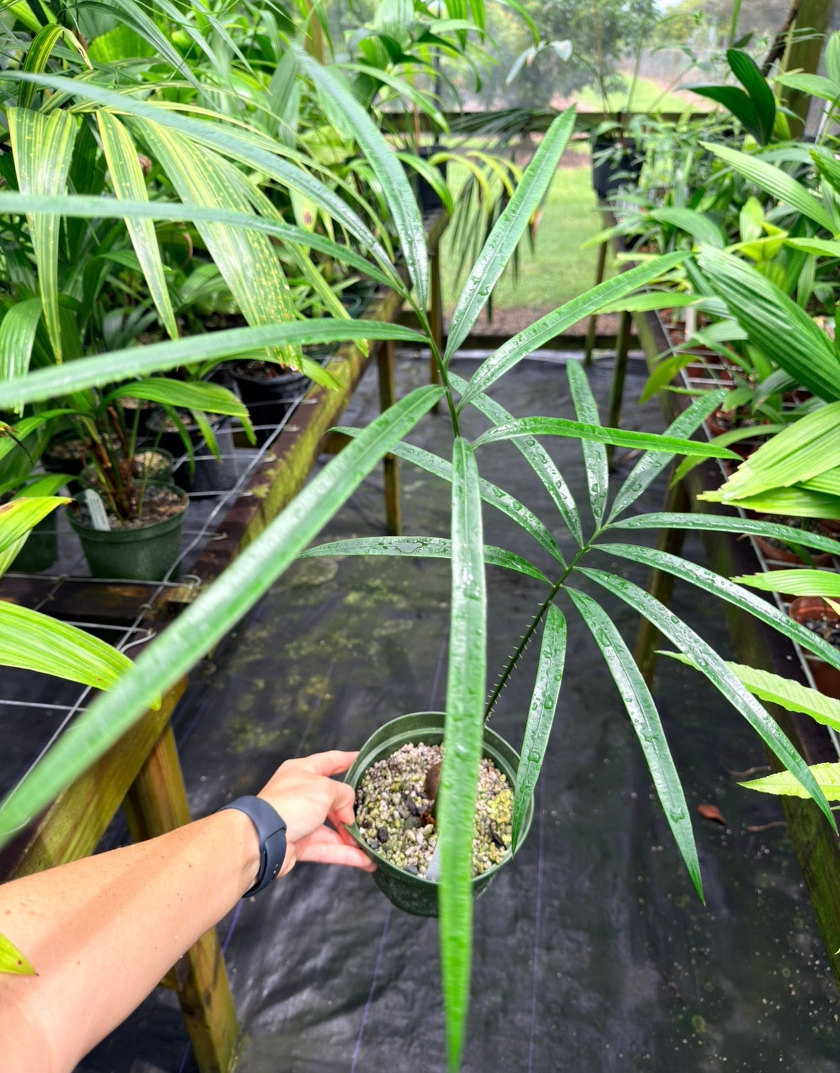 Cycas scratchleyana Rare Cycad