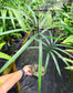 Cycas scratchleyana Rare Cycad