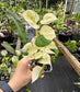 Epipremnum aureum  'Japanese Global' Kunzo Lineage
