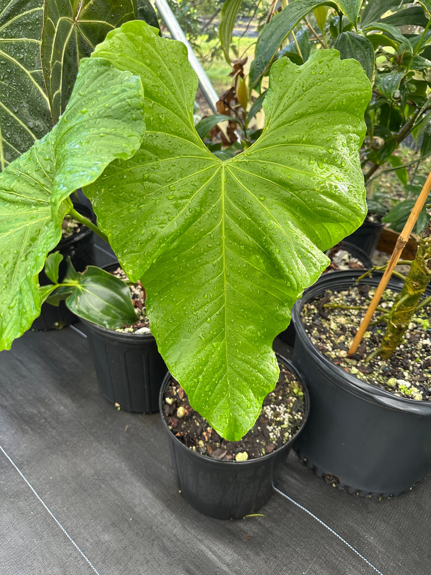 Anthurium balaoanum Large, LOCAL PICK UP SPECIAL