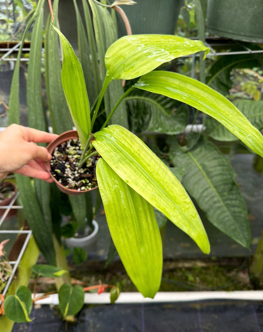 Dracaena aubryana, Lance dracaena