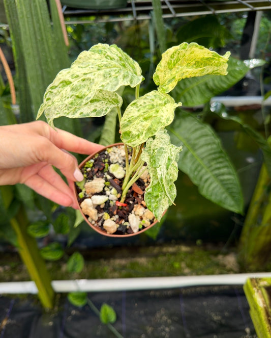 Amydrium sp. High variegated