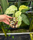 Amydrium sp. High variegated