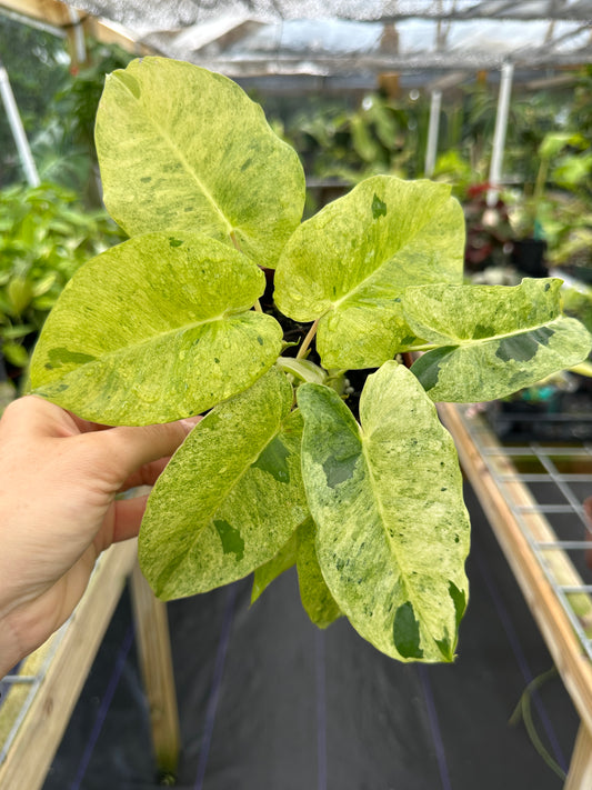 Philodendron Burle Marx Mint variegated