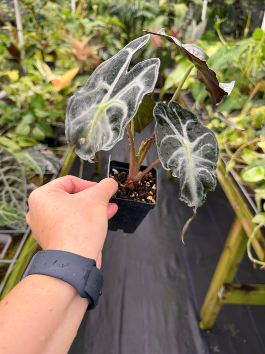 Alocasia 'Venom'