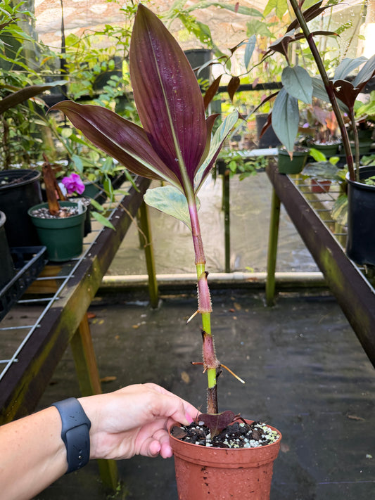 Amischotolype marginata, Rare