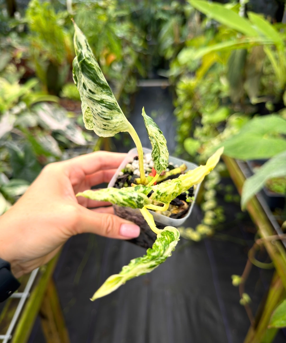 Epipremnum aureum  'Love Song' (Teruno Pothos Series)