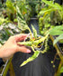 Epipremnum aureum  'Love Song' (Teruno Pothos Series)