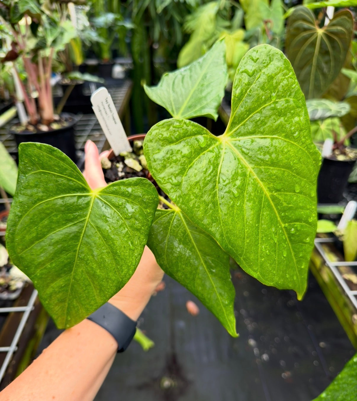 Anthurium 'Leland Miyano' (Ree Gardens) x 'Delta Dawn' (Red Gardens) EXACT PLANT