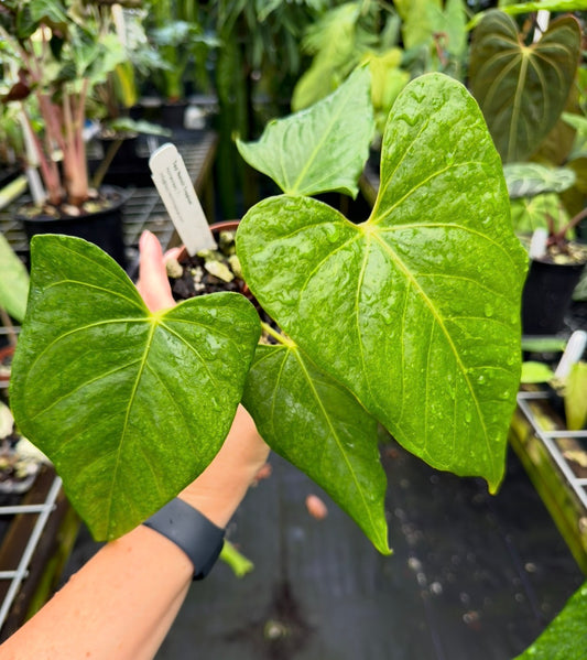 Anthurium 'Leland Miyano' (Ree Gardens) x 'Delta Dawn' (Red Gardens) EXACT PLANT