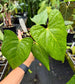 Anthurium 'Leland Miyano' (Ree Gardens) x 'Delta Dawn' (Red Gardens) EXACT PLANT