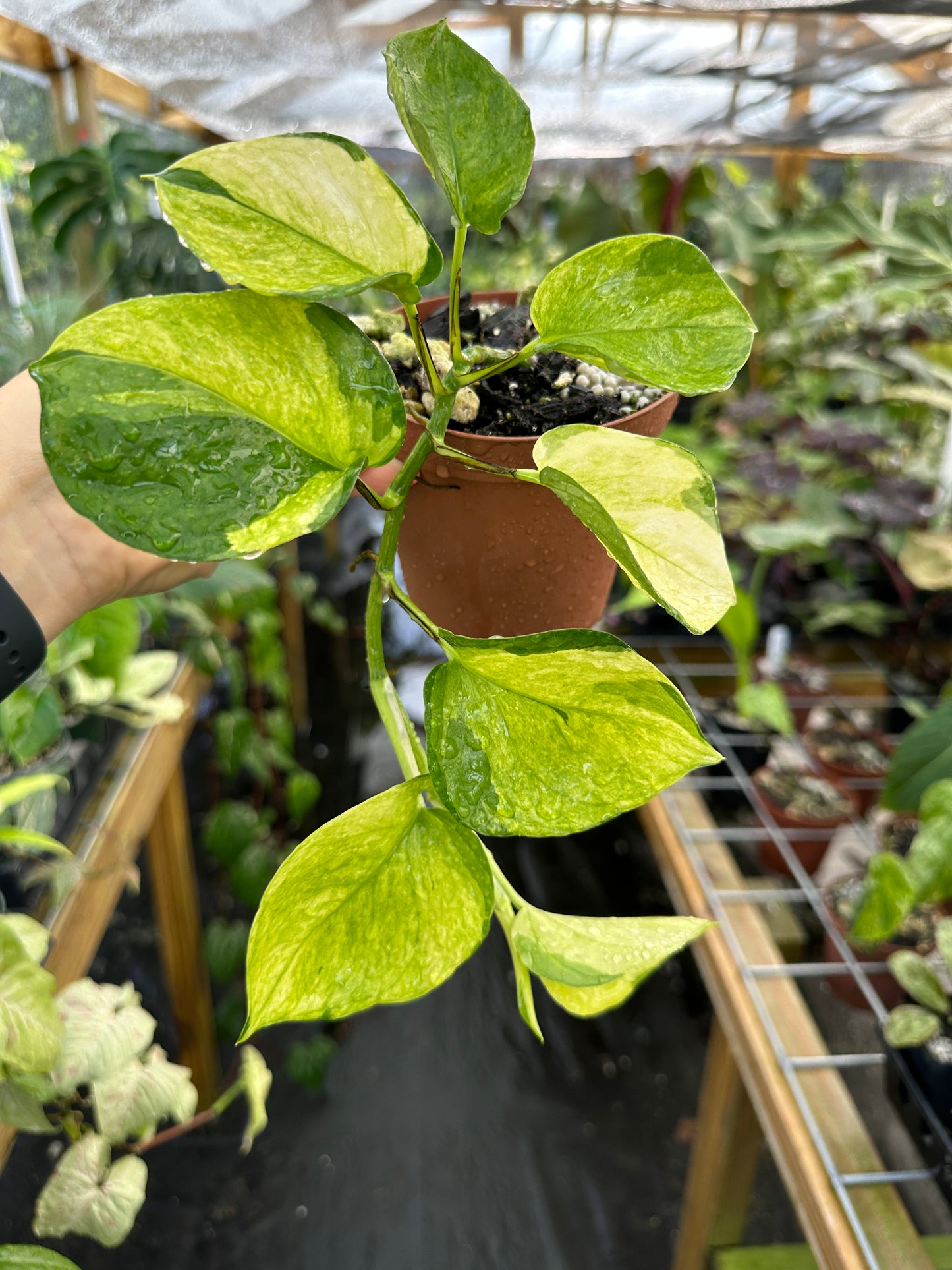 Rare NEW Pothos (Epipremnum) Manjula mint variegated