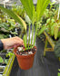 Epipremnum amplissimum variegated