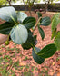 Medinilla magnifica Royal Glow (Famous Chandelier Flowers)