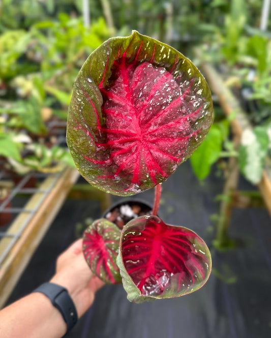 Caladium Ruby Spoon Rare Hybrid