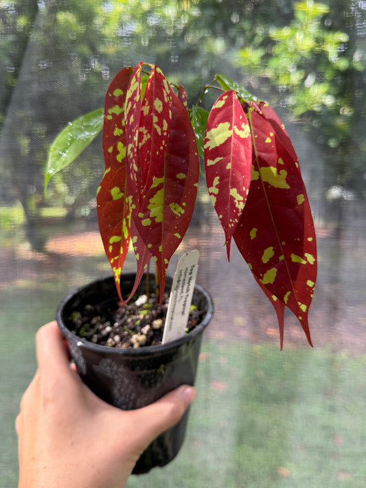 Browneopsis ucayalina, Maroon Handkerchief Tree