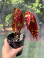 Browneopsis ucayalina, Maroon Handkerchief Tree