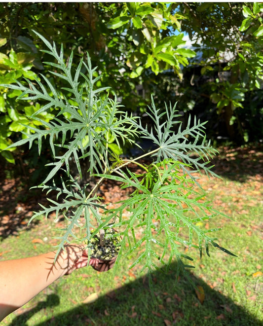 Jatropha multifida, Coralbush