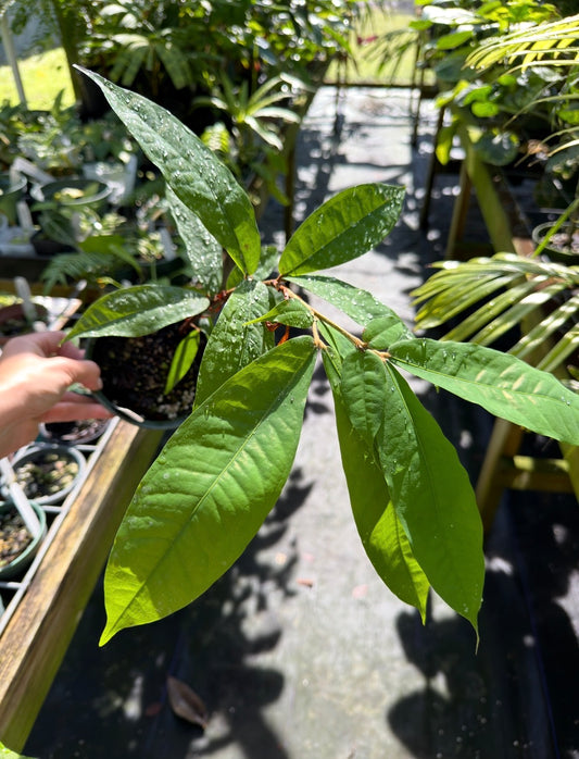 Brownea macrophylla