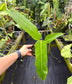 Philodendron sp. Costa Rica, Rare
