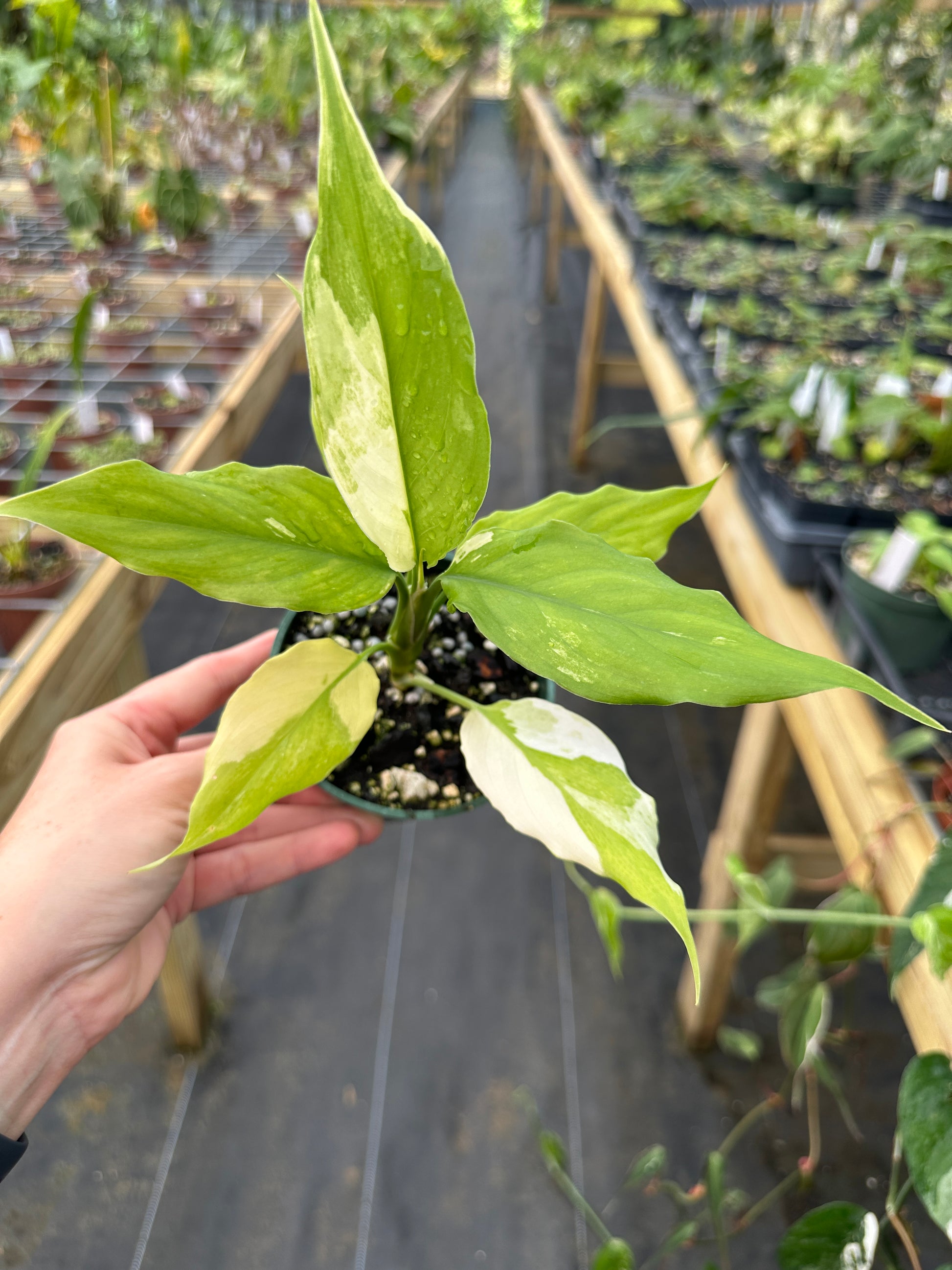 aglaonema marantifolium leaves Aglaonema modestum 'Spilt Milk' – Top Notch Tropical