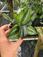Scaphochlamys sp.