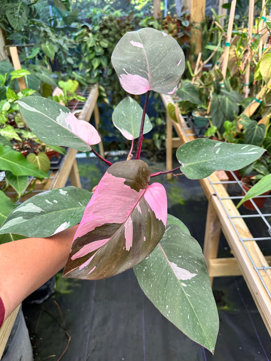 Philodendron Erubescens "Pink Princess" 4"
