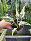 Rare Spathiphyllum "Galaxy" High variegated Peace Lily