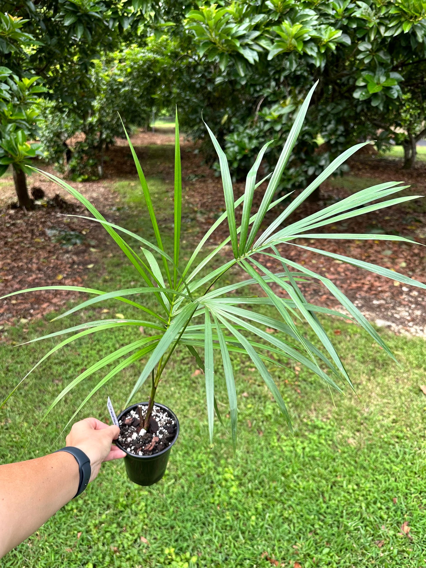 Euterpe Precatoria Variegata Palm