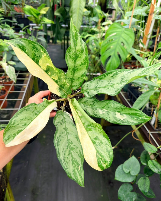 Aglaonema commutatum 'Manila Pride' variegated