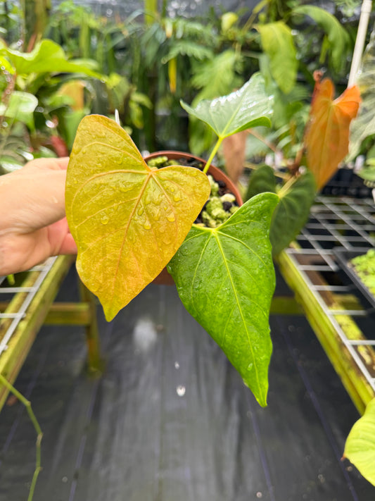 Anthurium 'Leland Miyano' (Ree Gardens) x 'Delta Dawn' (Red Gardens) EXACT PLANT