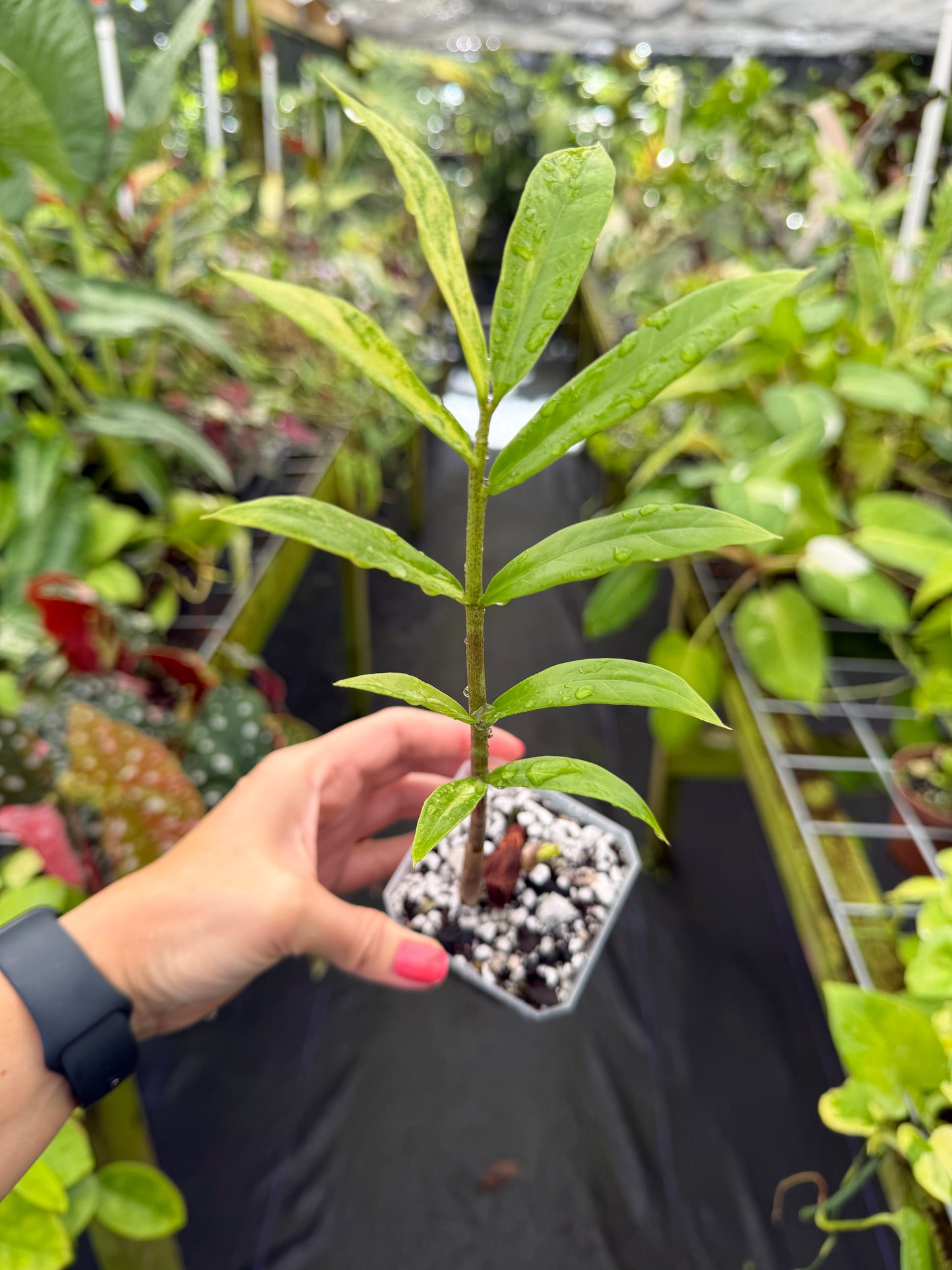 Zamiocoulas Zamiifolia "ZZ" Plant variegated "WILD FORM"