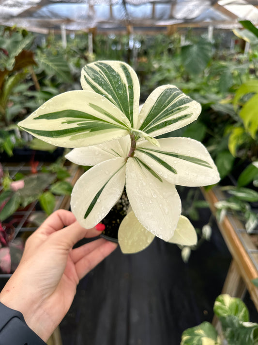 Costus sp. high variegated