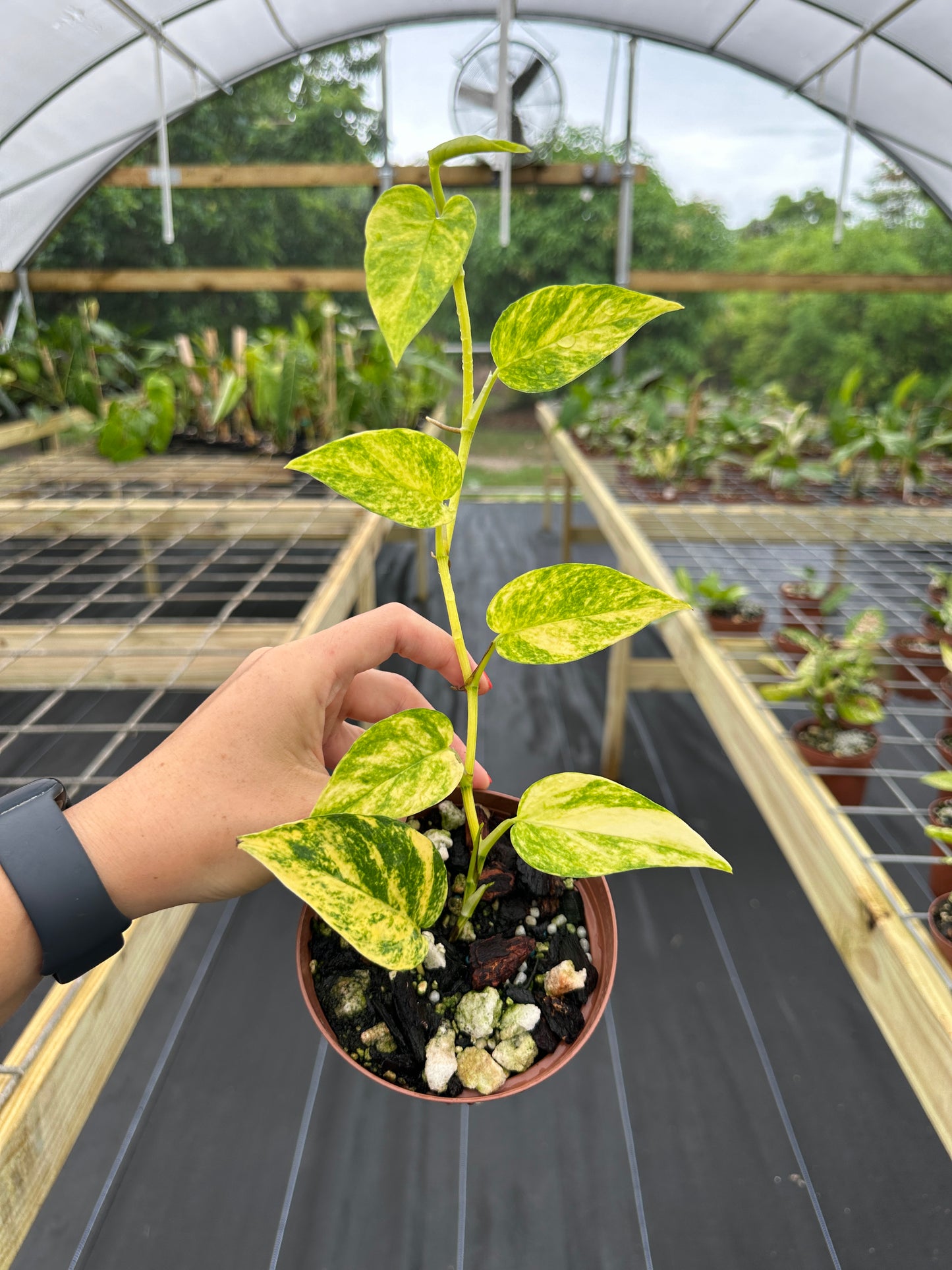 Epipremnum sp. Aurea, High variegated