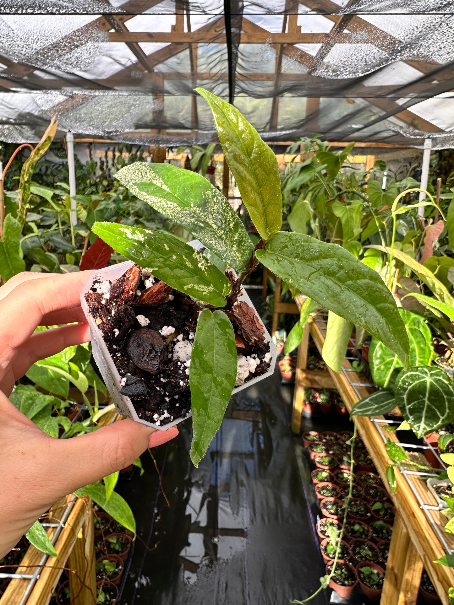 Rare Ficus Tree Ultra Rare Ficus sagittata variegated – Top Notch Tropical