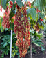 Browneopsis ucayalina, Maroon Handkerchief Tree