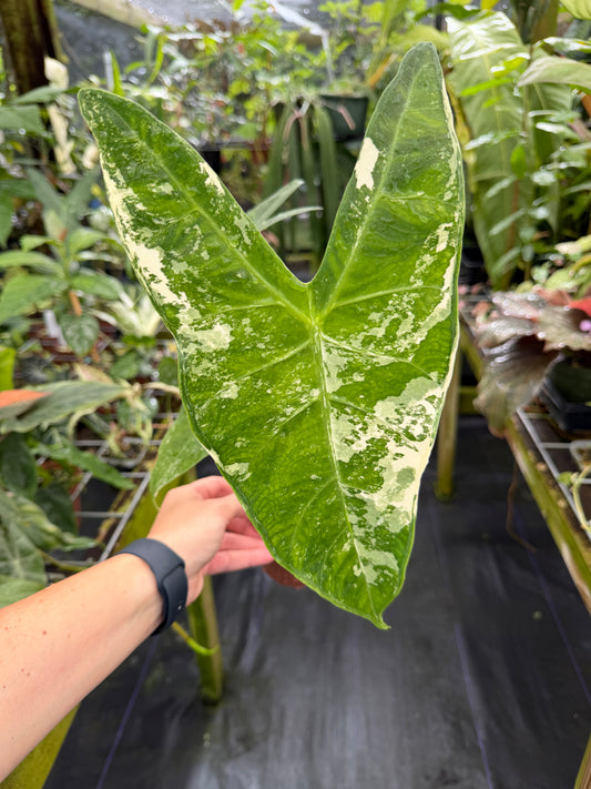 Alocasia longiloba variegated