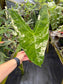 Alocasia longiloba variegated