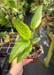Drimiopsis maculata variegated