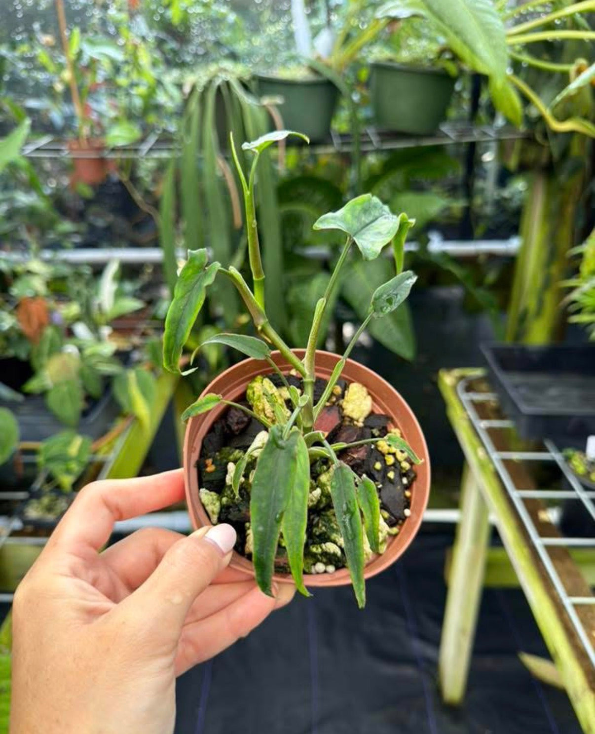 Syngonium sp. "Lance Leaf"