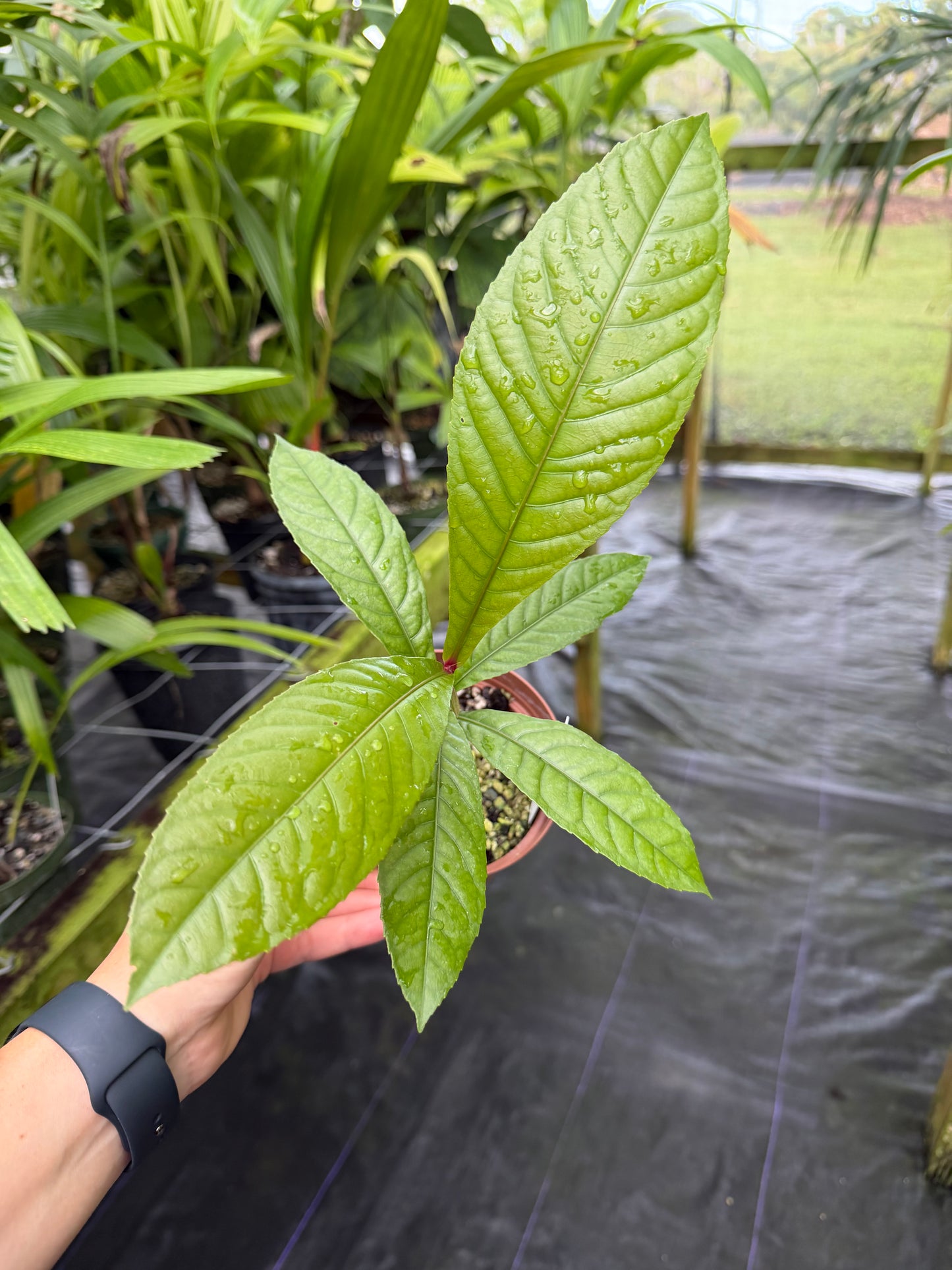 Octamyrtus glomerata,  Rare